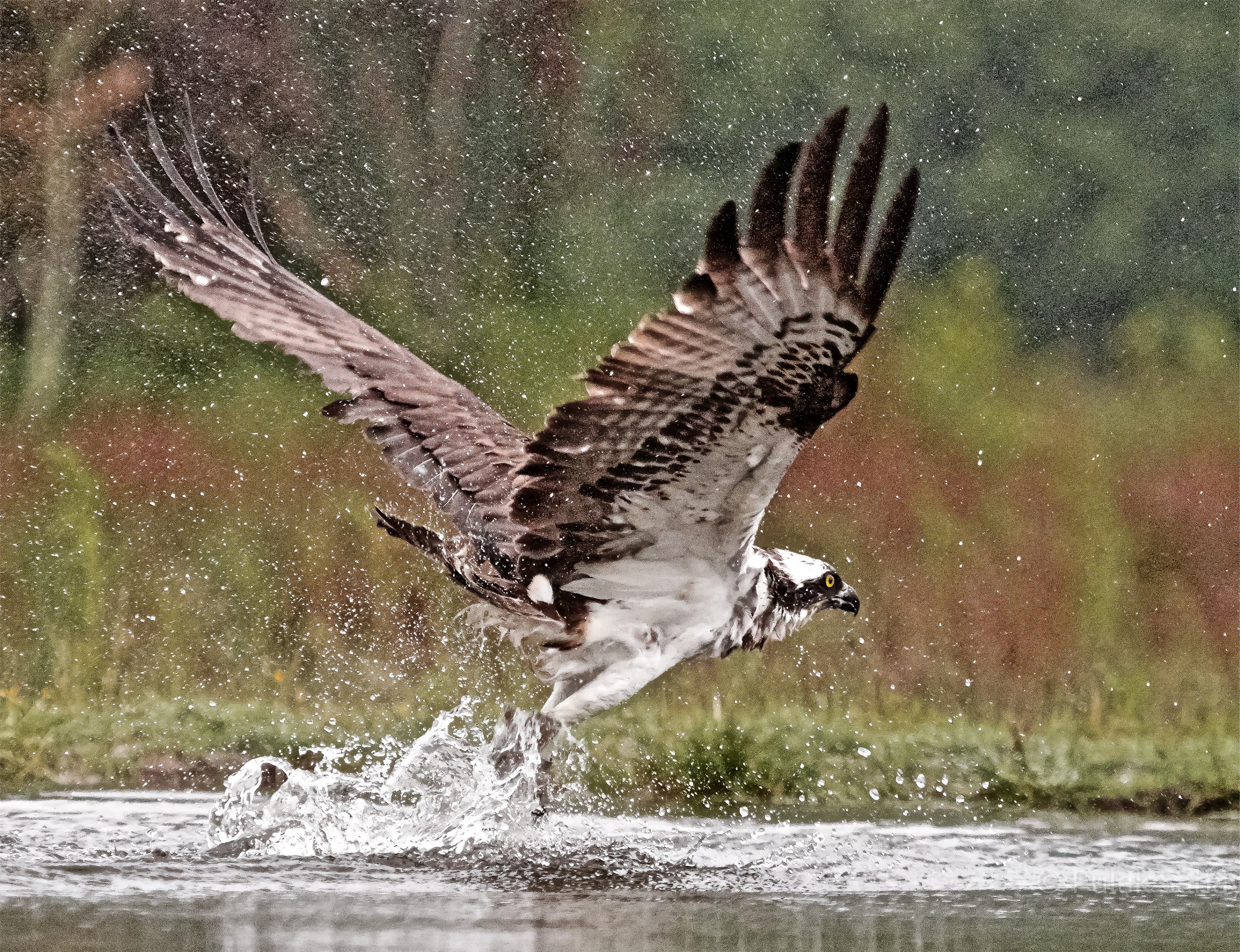 Osprey swoops to fish